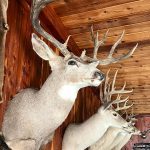 This World Class Mule Deer received a SCI score of 246!