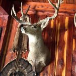 This World Class Mule Deer received a SCI score of 246!