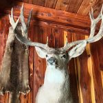 This World Class Mule Deer received a SCI score of 246!